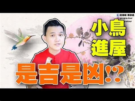 家裡築鳥巢|【家有鳥巢怎麼辦】家有鳥巢別慌張！專家教你與鳥兒。